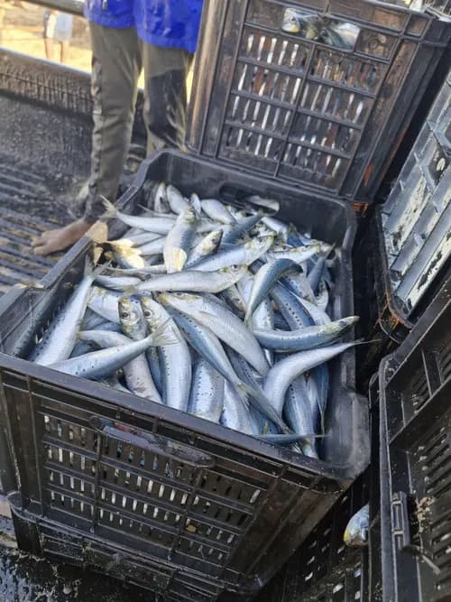 Pilchard herpesvirus confirmed in sardines as cause of mass deaths remains under investigation