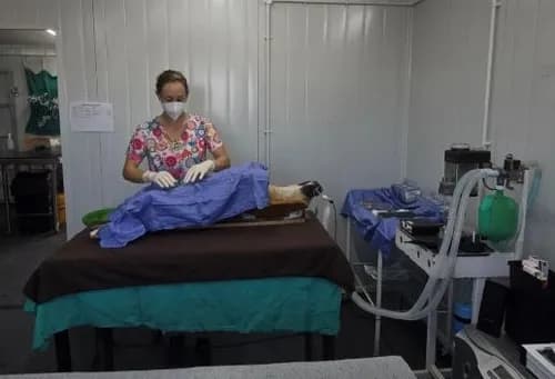 Fighting animal overpopulation: Mdzananda Animal Clinic's mission
