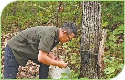 National park in North-east China protects wildlife through science