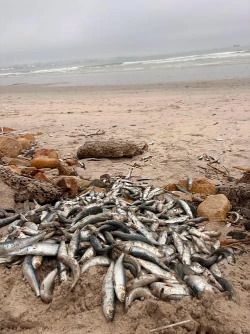 No link between sardine die-off and Milnerton Lagoon pollution, says City