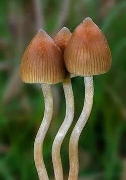 US study tests psilocybin to fight cancer side effects
