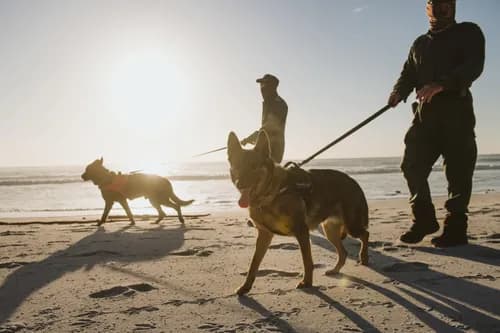 Honouring K9 heroes: The unsung canine protectors of South Africa's wildlife
