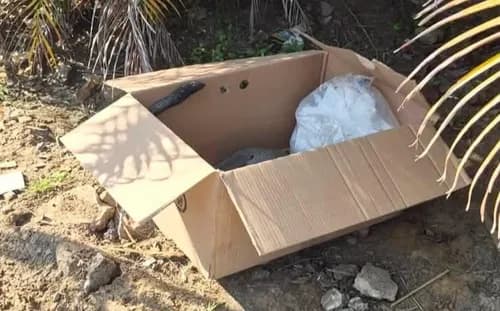 Tongaat businessman horrified at finding a suffocated Vervet monkey in a box