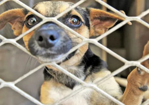 GOOD accuses JP Smith of misleading residents over Cape Town animal by-law