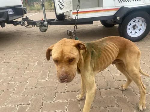 NSPCA criticises suspended sentences in Britstown dog-cruelty case