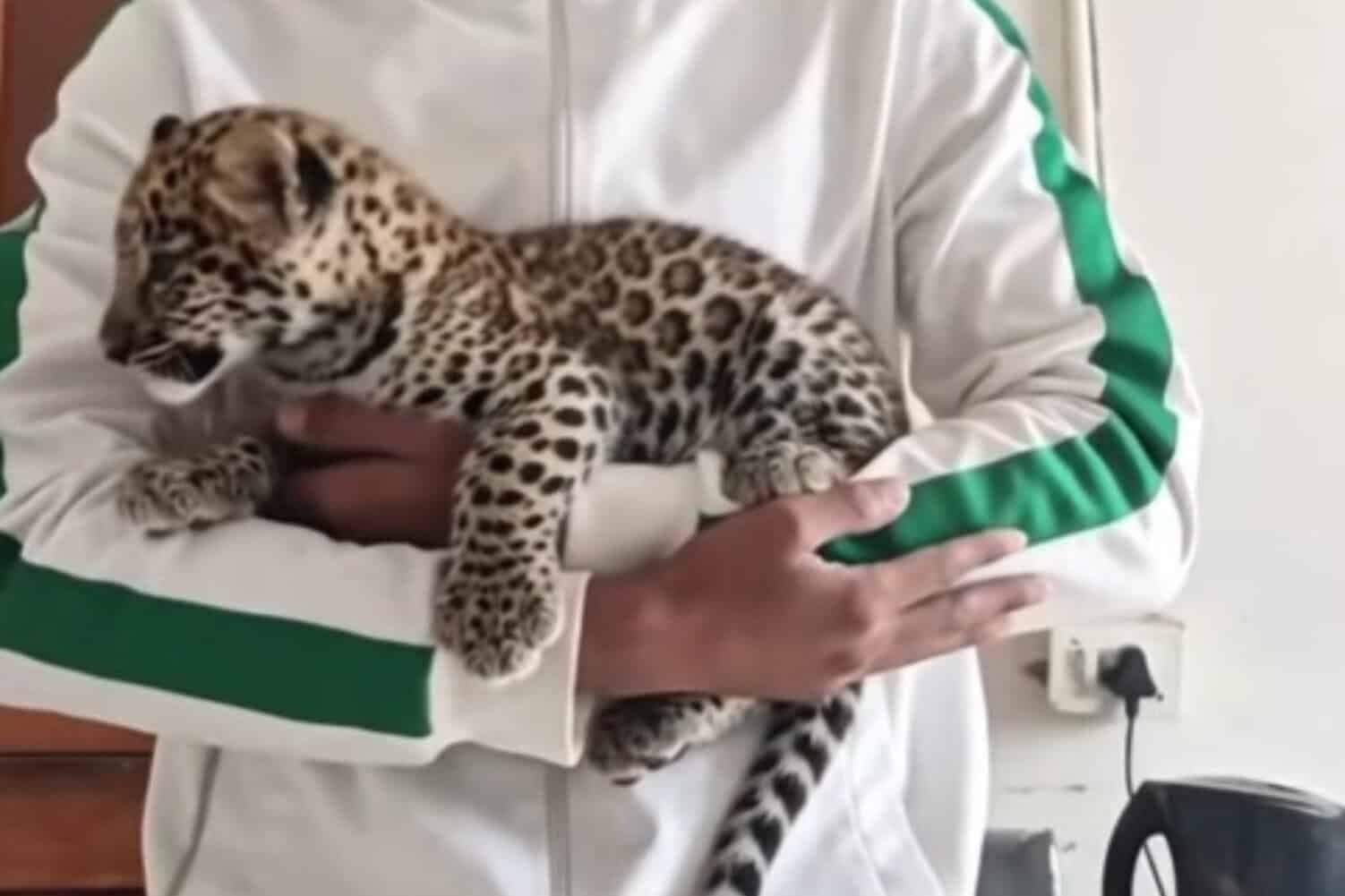 WATCH: NSPCA verifying authenticity of videos showing man raising a leopard cub