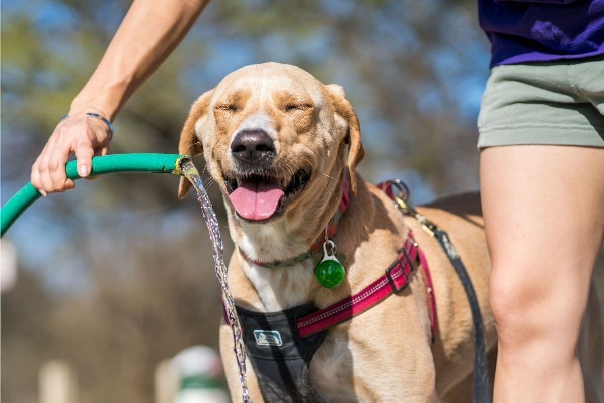Getting ready for a hotter summer? Don’t forget your pet needs a plan too