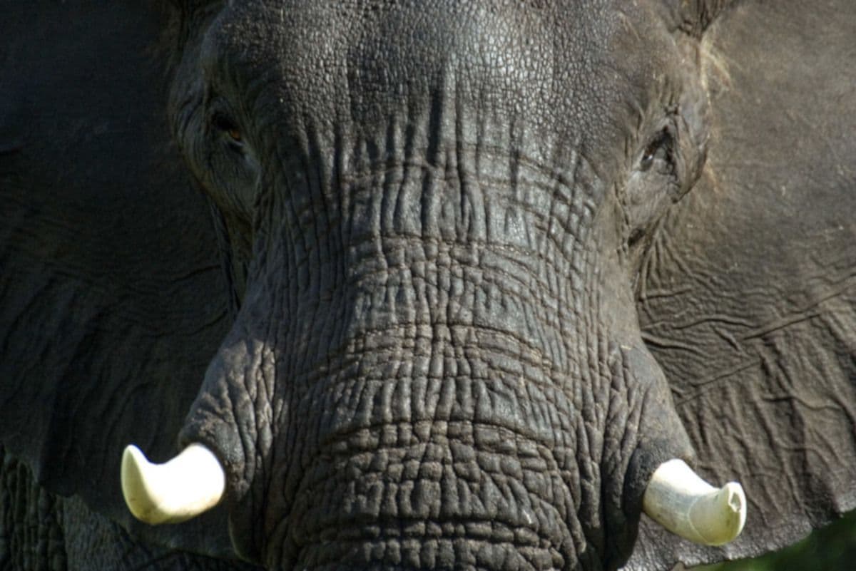 South Africa celebrates World Elephant Day