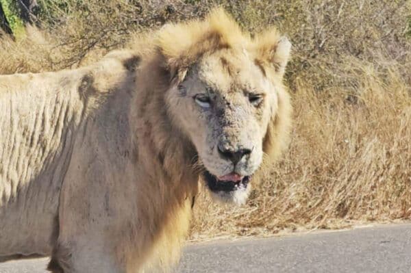 Viral video shows white lion prank at Imfolozi outrun race – WATCH