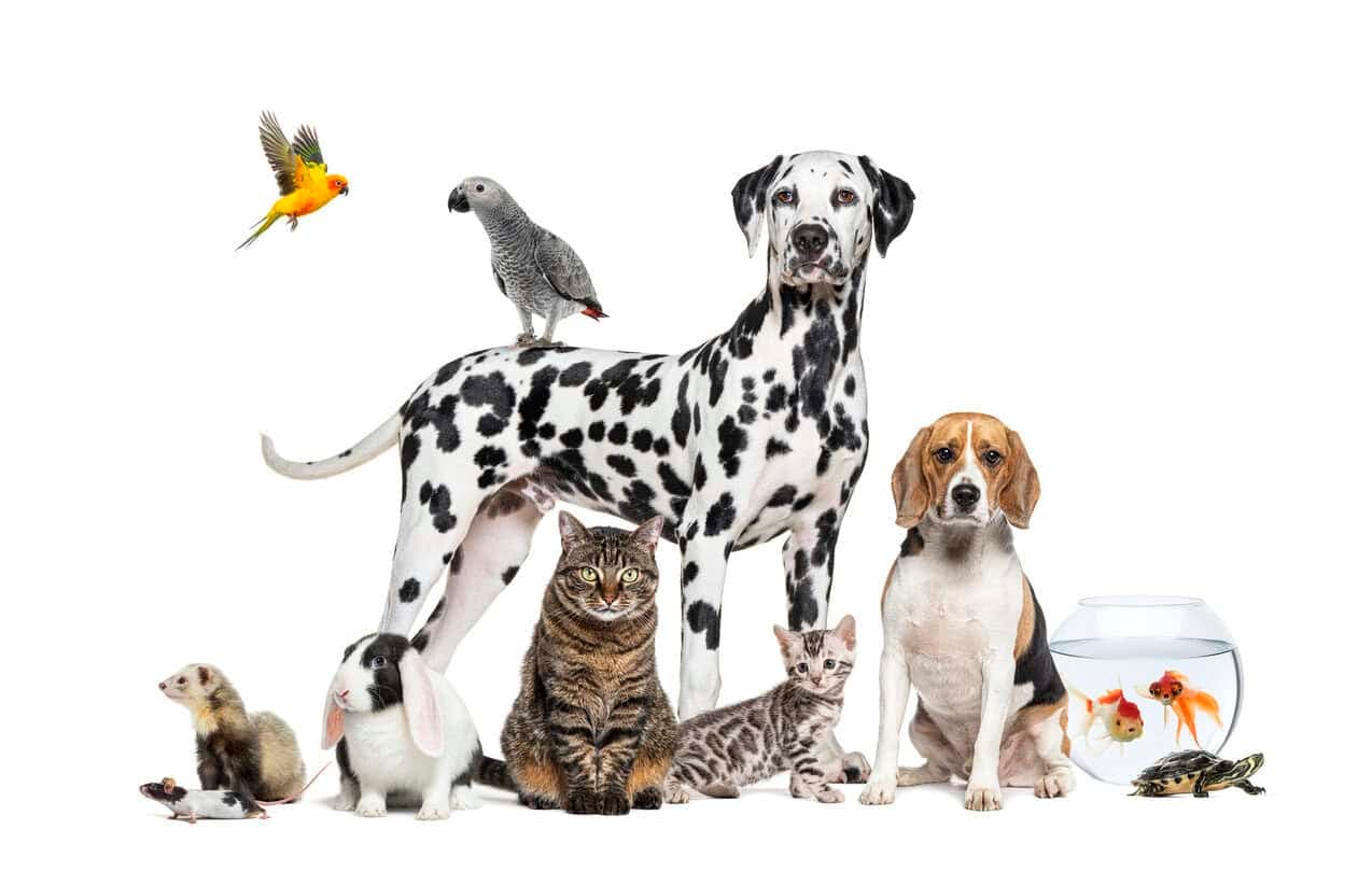 From dogs to doves: Why being human still beats the alternatives
