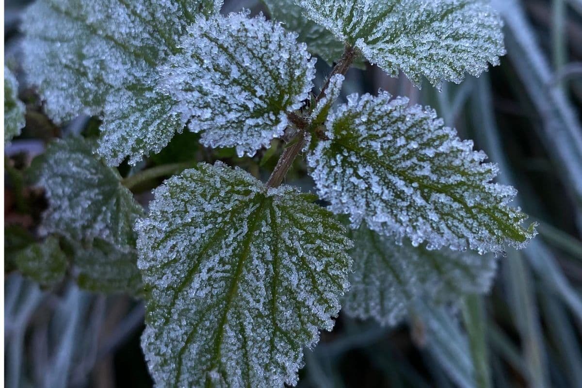 WEATHER: Morning frost expected in multiple provinces
