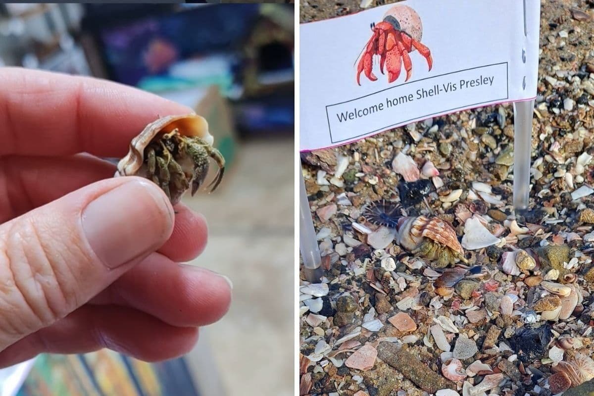 Airlink flies hermit crab home – from Joburg to East London!